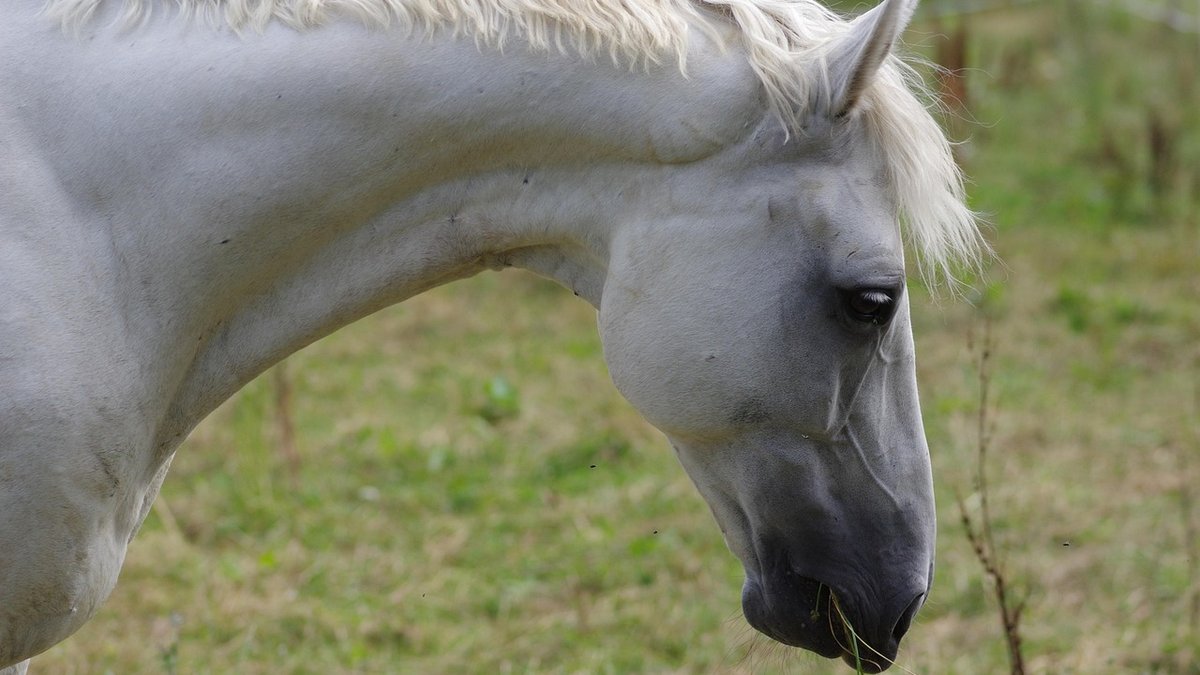 Choosing the Right Hay for Your Horse's Needs