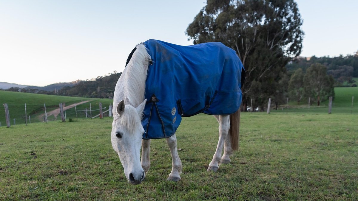 Essential Grooming Kit for a Shiny Coat