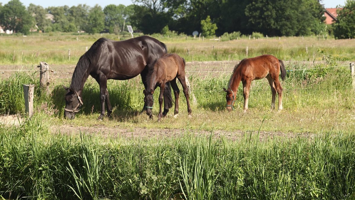 How to Create a Mud-Free Paddock for Winter Turnout
