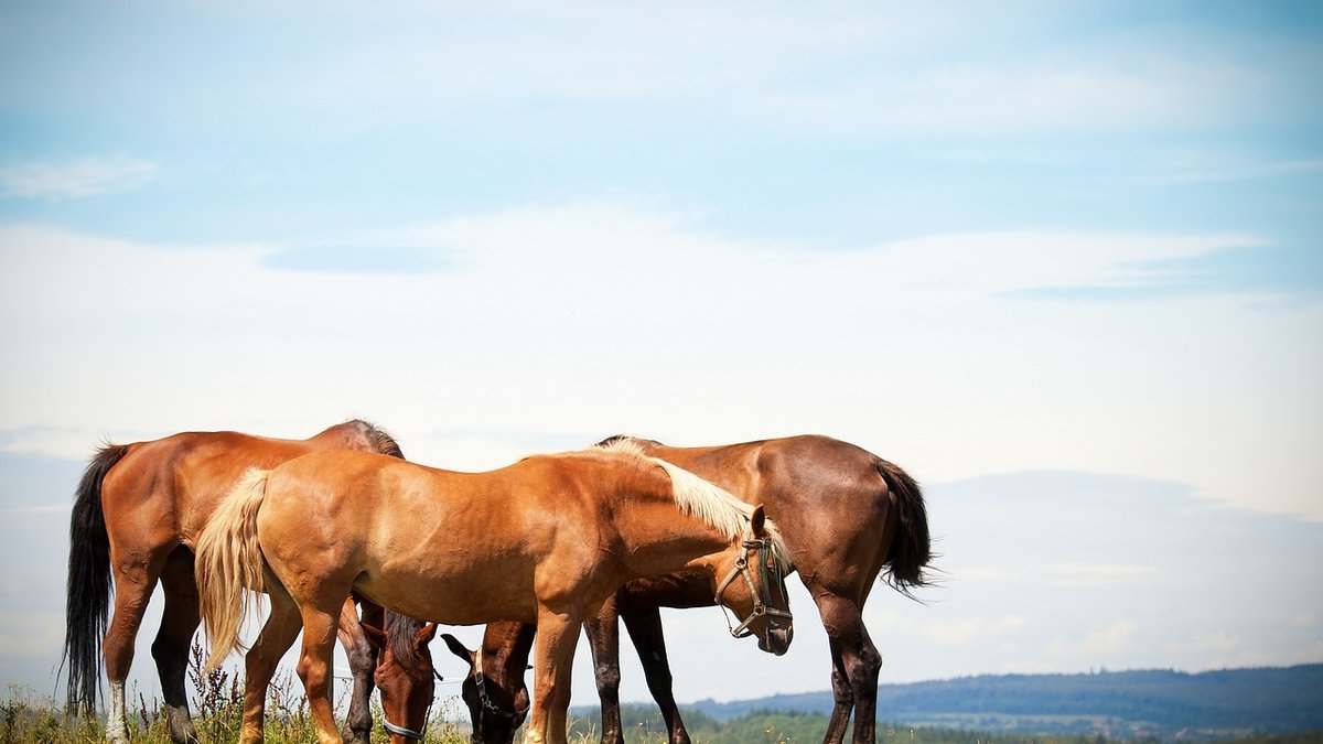 How to Teach a Horse to Stand for Farrier