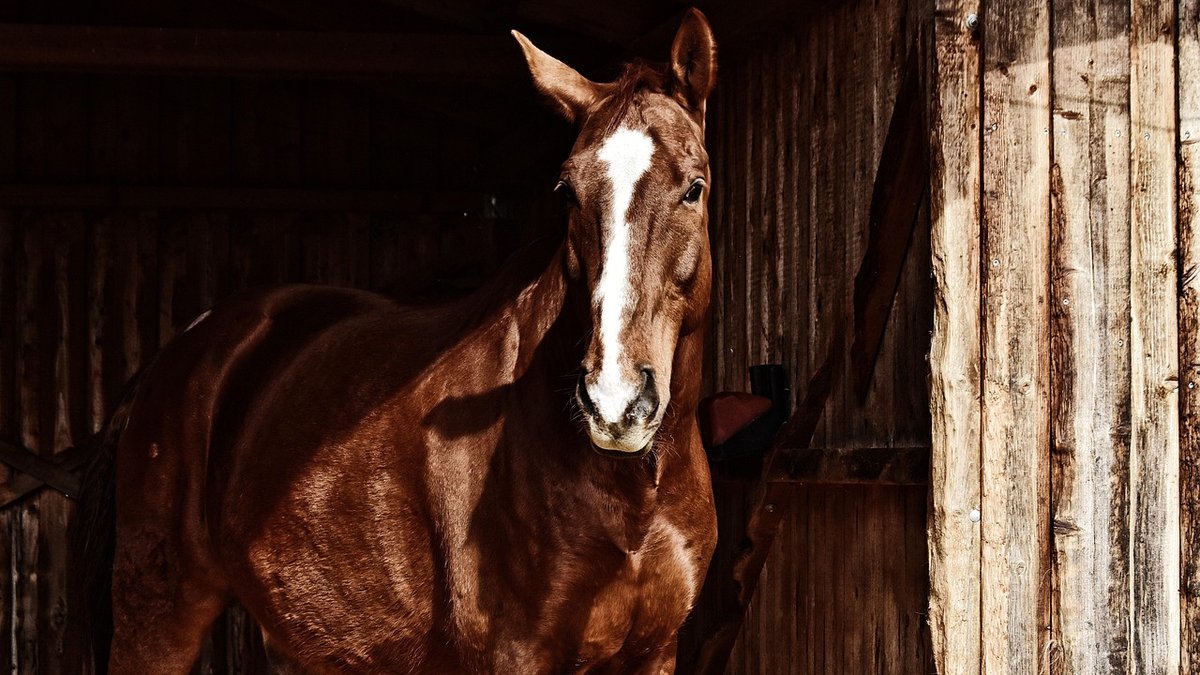 Preparing Your Pony for Its First Show