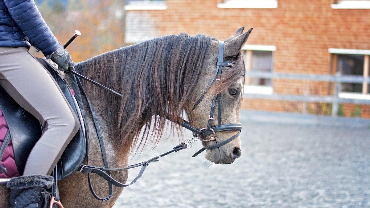Recognising Signs of Lameness in Your Horse