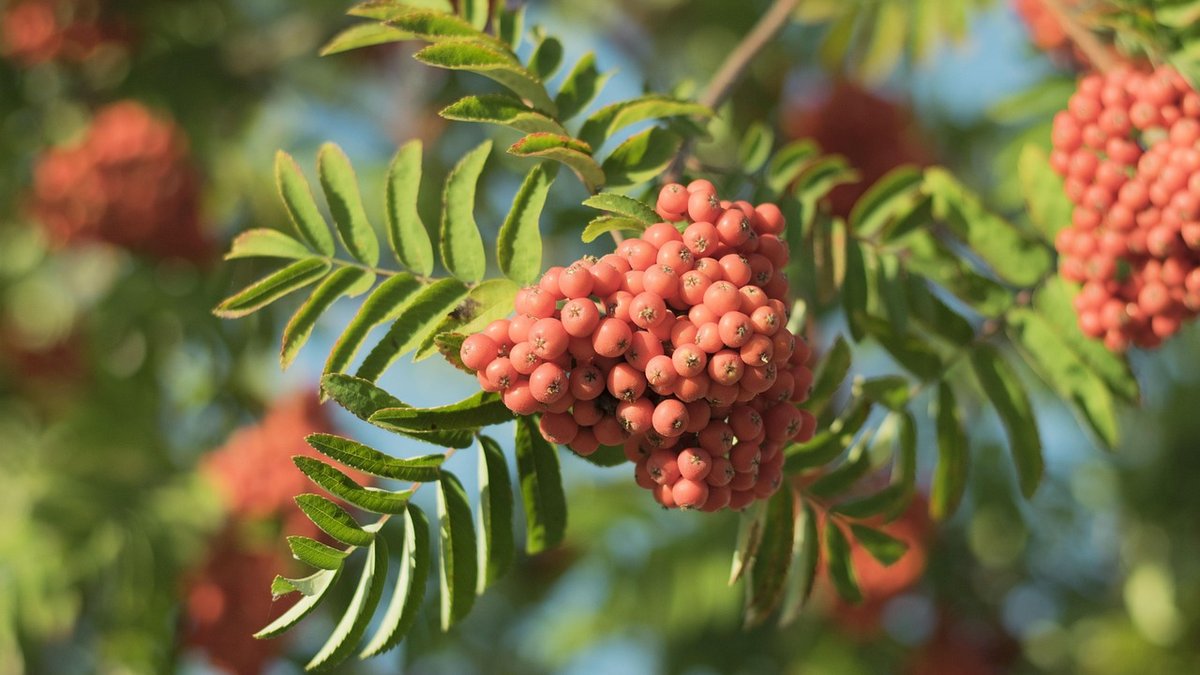 Seasonal Jobs in the Country Kitchen Garden